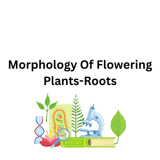 Morphology Of Flowering Plants-Roots